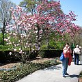 Majestatyczne magnolie #magnolie