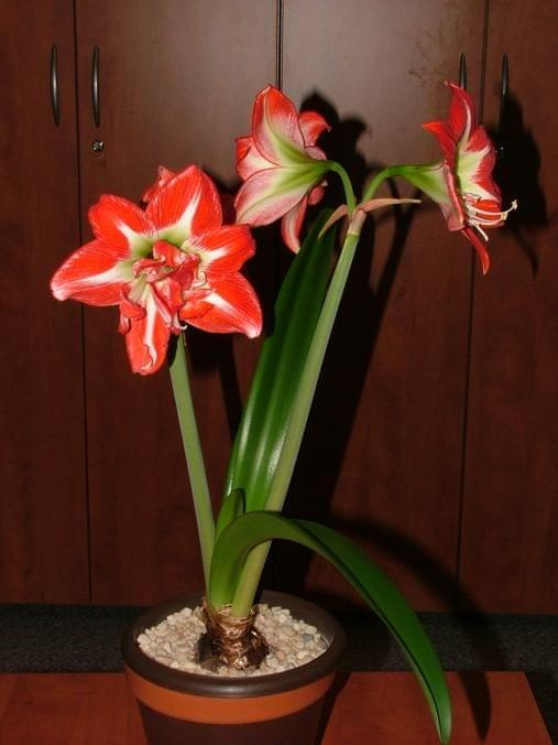 odmiana 'Pasadena' - 24 kwietnia 2009 #amarylis #Hippeastrum #hydroponika #Pasadena