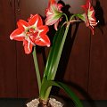 odmiana 'Pasadena' - 24 kwietnia 2009 #amarylis #Hippeastrum #hydroponika #Pasadena