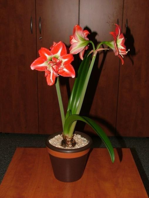 odmiana 'Pasadena' - 24 kwietnia 2009 #amarylis #Hippeastrum #hydroponika #Pasadena