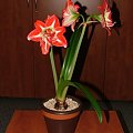 odmiana 'Pasadena' - 24 kwietnia 2009 #amarylis #Hippeastrum #hydroponika #Pasadena