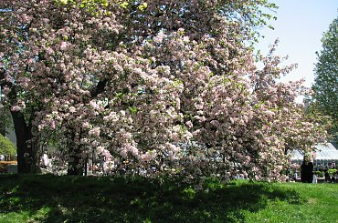 Wizyta w ogrodzie bot. #CesarskaKorona #azalia #niezapominajki #tulipany #bratki