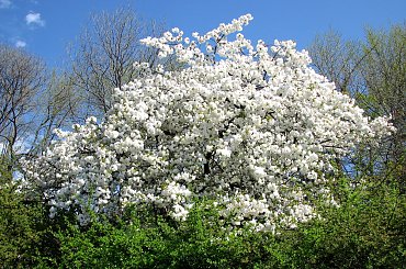 Wizyta w ogrodzie bot. #CesarskaKorona #azalia #niezapominajki #tulipany #bratki