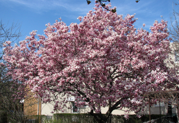 Majestatyczne magnolie #magnolie
