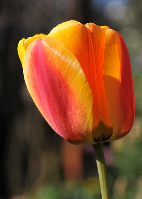 Tulipany słoneczne