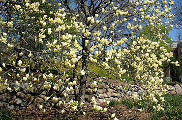 Majestatyczne magnolie #magnolie