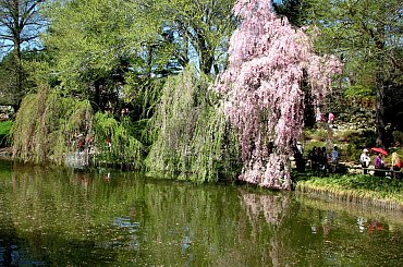 Wizyta w ogrodzie bot. #CesarskaKorona #azalia #niezapominajki #tulipany #bratki