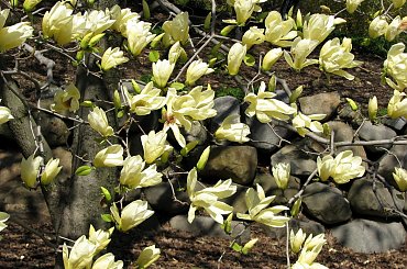 Majestatyczne magnolie #magnolie