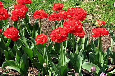 Wizyta w ogrodzie bot. #CesarskaKorona #azalia #niezapominajki #tulipany #bratki