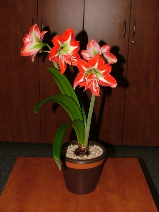 odmiana 'Pasadena' - 24 kwietnia 2009 #amarylis #Hippeastrum #hydroponika #Pasadena