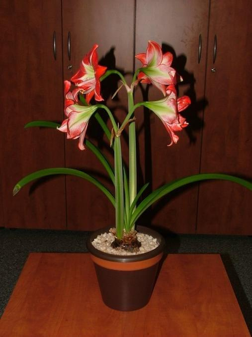 odmiana 'Pasadena' - 24 kwietnia 2009 #amarylis #Hippeastrum #hydroponika #Pasadena