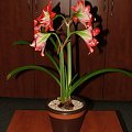 odmiana 'Pasadena' - 24 kwietnia 2009 #amarylis #Hippeastrum #hydroponika #Pasadena