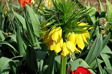 Wizyta w ogrodzie bot. #CesarskaKorona #azalia #niezapominajki #tulipany #bratki