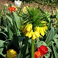 Wizyta w ogrodzie bot. #CesarskaKorona #azalia #niezapominajki #tulipany #bratki