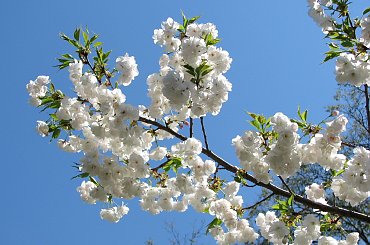 Wizyta w ogrodzie bot. #CesarskaKorona #azalia #niezapominajki #tulipany #bratki