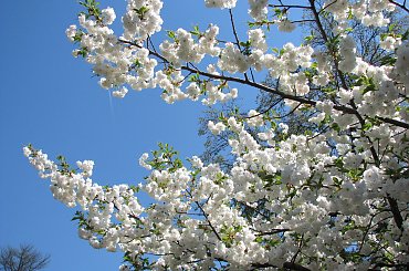 Wizyta w ogrodzie bot. #CesarskaKorona #azalia #niezapominajki #tulipany #bratki