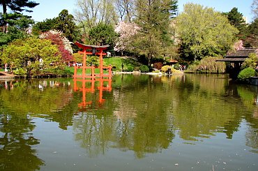 Wizyta w ogrodzie bot. #CesarskaKorona #azalia #niezapominajki #tulipany #bratki