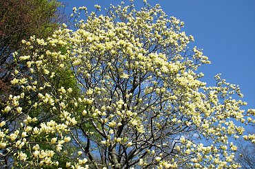 Majestatyczne magnolie #magnolie