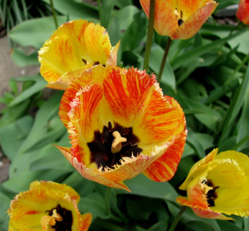 Wiosna #pigwowiec #tulipany