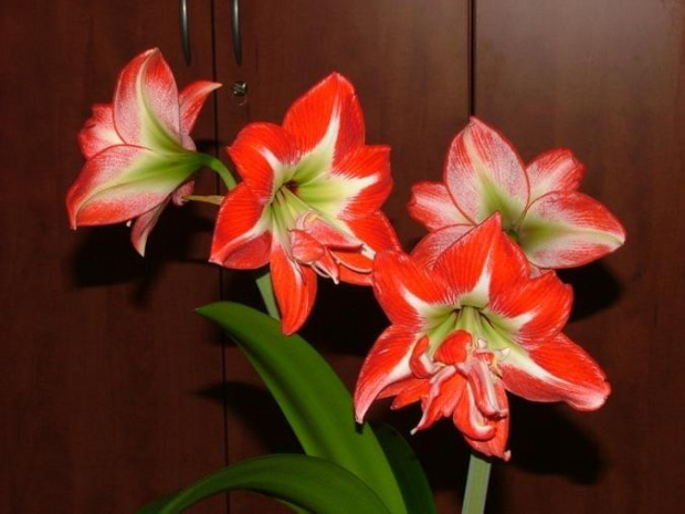 odmiana 'Pasadena' - 24 kwietnia 2009 #amarylis #Hippeastrum #hydroponika #Pasadena