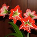 odmiana 'Pasadena' - 24 kwietnia 2009 #amarylis #Hippeastrum #hydroponika #Pasadena