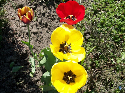 Melduje się tulipanowa rodzina.