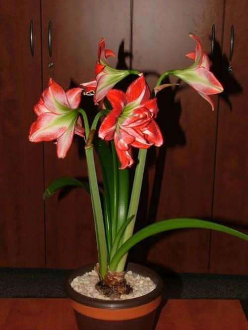 odmiana 'Pasadena' - 24 kwietnia 2009 #amarylis #Hippeastrum #hydroponika #Pasadena