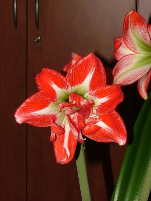 odmiana 'Pasadena' - 24 kwietnia 2009 #amarylis #Hippeastrum #hydroponika #Pasadena