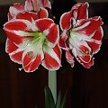 odmiana 'Samba' - 26 kwietnia 2009 (trzeci pęd) #amarylis #Hippeastrum #hydroponika #Samba