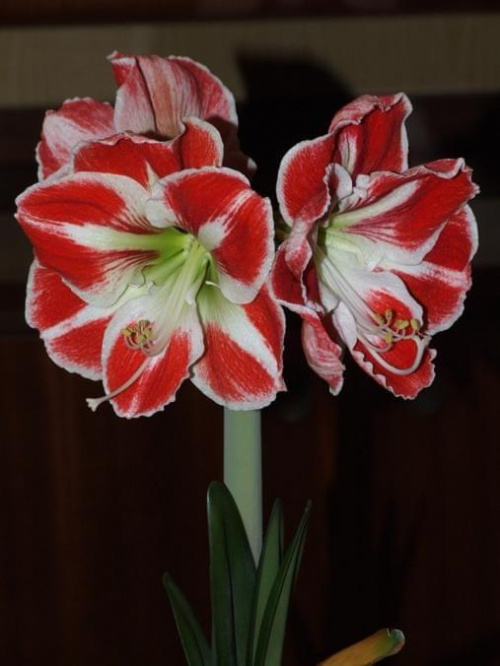 odmiana 'Samba' - 26 kwietnia 2009 (trzeci pęd) #amarylis #Hippeastrum #hydroponika #Samba