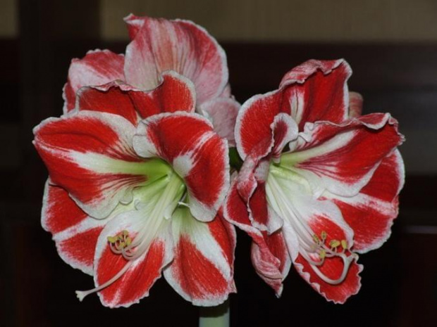 odmiana 'Samba' - 26 kwietnia 2009 (trzeci pęd) #amarylis #Hippeastrum #hydroponika #Samba