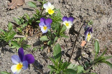 Ogród Botaniczny #kwiaty #OgródBotaniczny