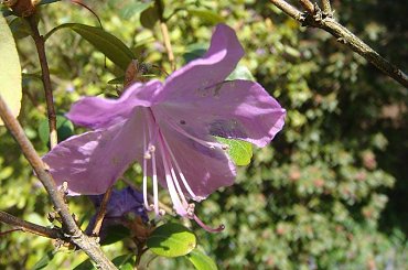 Ogród Botaniczny #wiosna #kwiaty #OgródBotaniczny