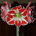 odmiana 'Samba' - 26 kwietnia 2009 (trzeci pęd) #amarylis #Hippeastrum #hydroponika #Samba