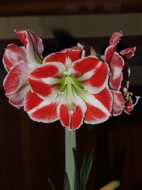 odmiana 'Samba' - 26 kwietnia 2009 (trzeci pęd) #amarylis #Hippeastrum #hydroponika #Samba