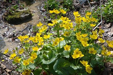 Ogród Botaniczny #OgródBotaniczny #wiosna #kwiaty