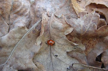 Biedronlka w Ogródzie Botanicznym #Biedronka #wiosna #OgródBotaniczny
