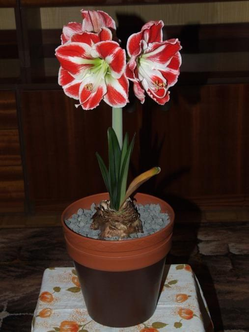 odmiana 'Samba' - 26 kwietnia 2009 (trzeci pęd) #amarylis #Hippeastrum #hydroponika #Samba