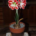 odmiana 'Samba' - 26 kwietnia 2009 (trzeci pęd) #amarylis #Hippeastrum #hydroponika #Samba