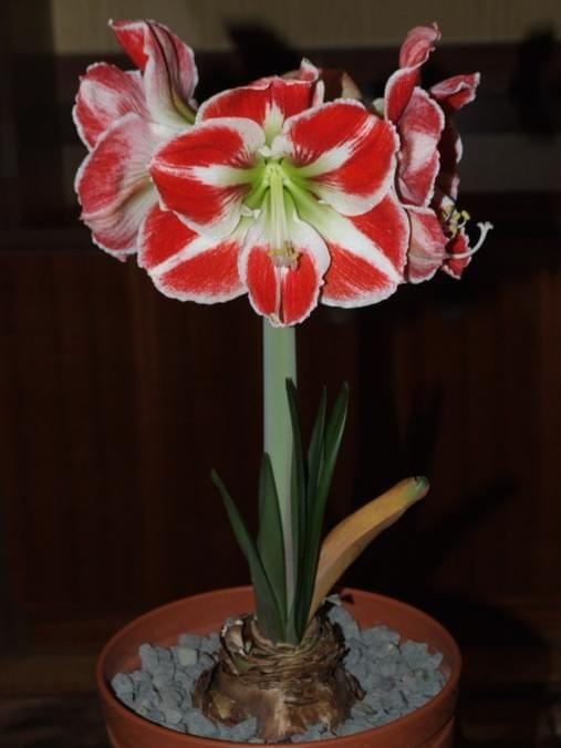 odmiana 'Samba' - 26 kwietnia 2009 (trzeci pęd) #amarylis #Hippeastrum #hydroponika #Samba