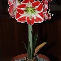 odmiana 'Samba' - 26 kwietnia 2009 (trzeci pęd) #amarylis #Hippeastrum #hydroponika #Samba