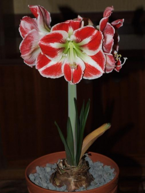 odmiana 'Samba' - 26 kwietnia 2009 (trzeci pęd) #amarylis #Hippeastrum #hydroponika #Samba