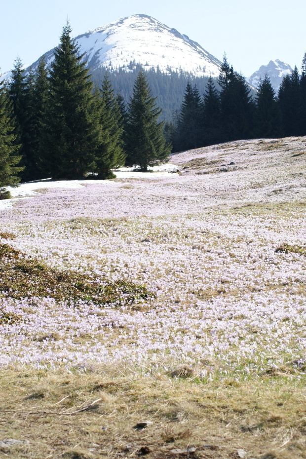 krokusy w Tatrach #krokus #xnifar #rafinski