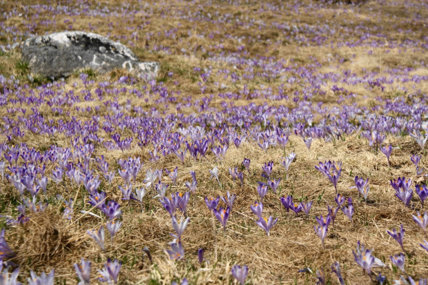 krokusy w Tatrach #krokus #xnifar #rafinski