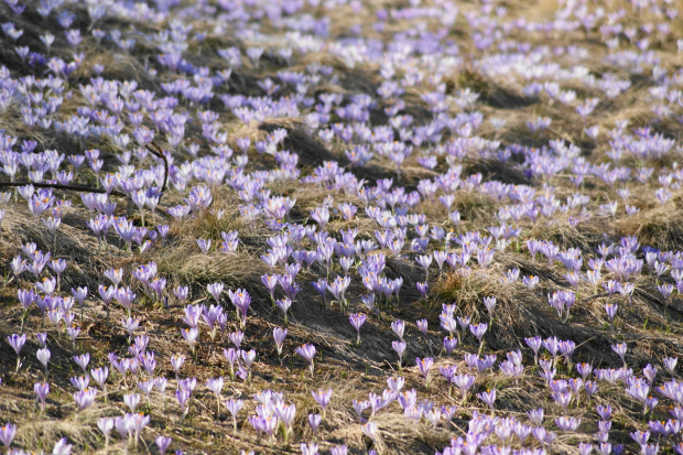 krokusy w Tatrach #krokus #xnifar #rafinski