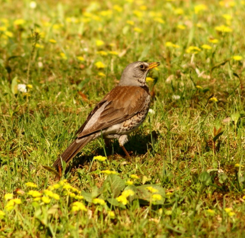 szpaki #szpak #ptak #bird #xnifar #rafinski