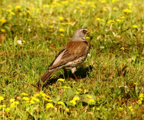 szpaki #szpak #ptak #bird #xnifar #rafinski