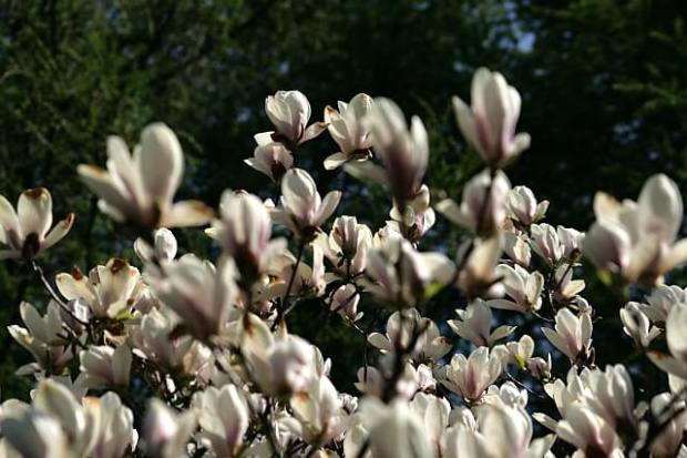 Ogród Botaniczny w Powsinie