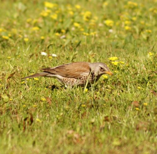 szpaki #szpak #ptak #bird #xnifar #rafinski