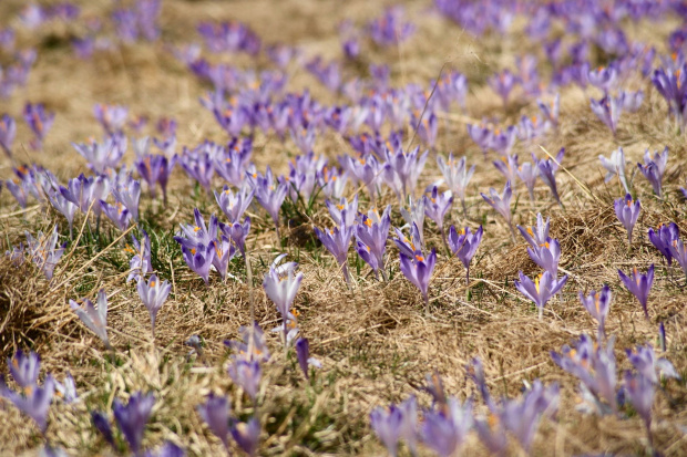 krokusy w Tatrach #krokus #xnifar #rafinski